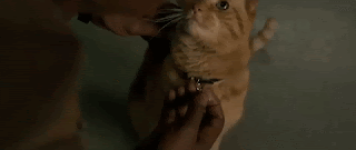 🚨충격! 고양이가 뱀 앞에서도 당당한 이유? | 고양이 뱀 싸움의 비밀 파헤치기