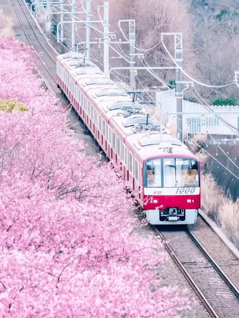 일본 벚꽃여행 일본 벚꽃여행
