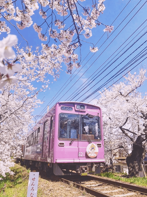 일본 벚꽃여행 일본 벚꽃여행