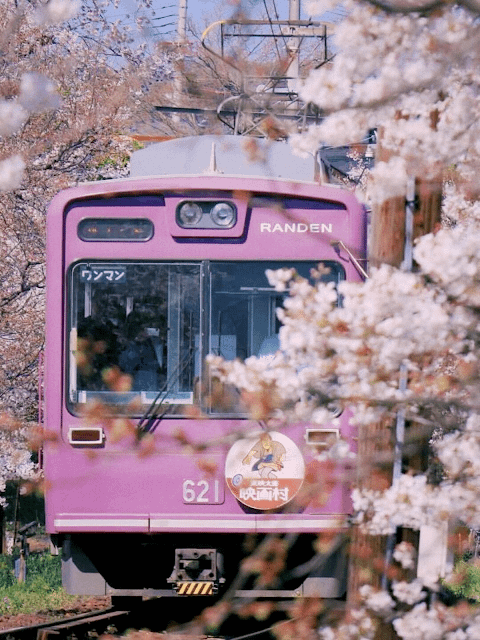 일본 벚꽃여행 일본 벚꽃여행