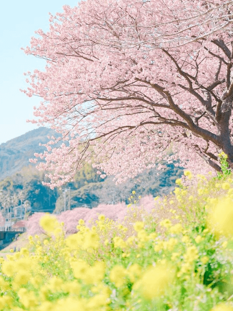 일본 벚꽃여행 일본 벚꽃여행