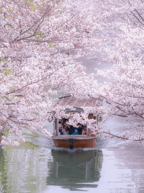 일본 벚꽃여행 일본 벚꽃여행