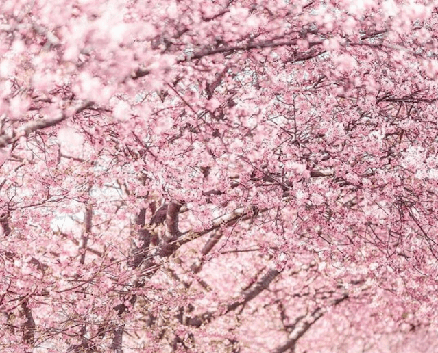일본 벚꽃여행 일본 벚꽃여행
